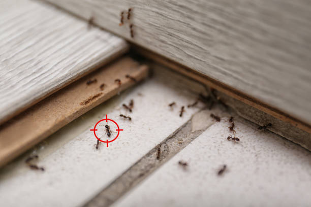 Best Best Pest Control Companies  in Greene, RI
