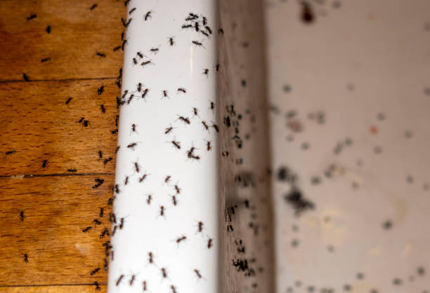 Best Exterminator Services  in Greene, RI