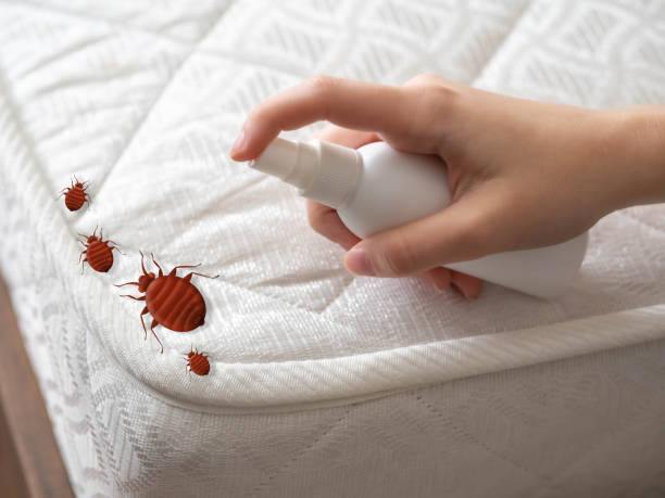 Best Termite Control Services  in Greene, RI