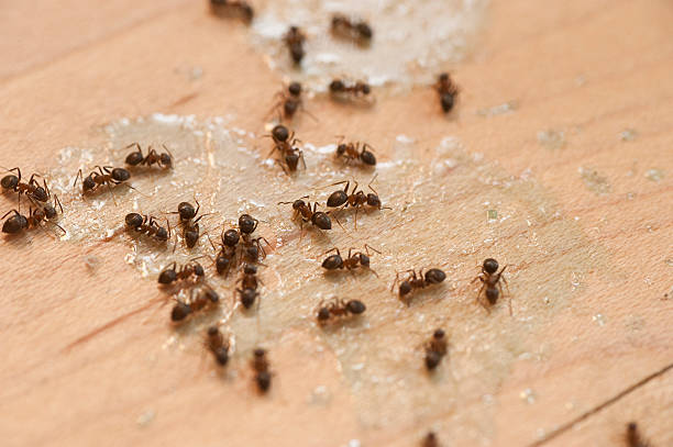 Flea Control Services in Greene, RI