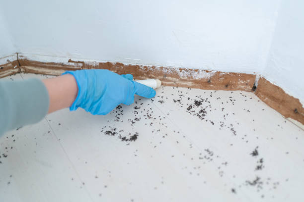 Best Bed Bug Extermination  in Greene, RI